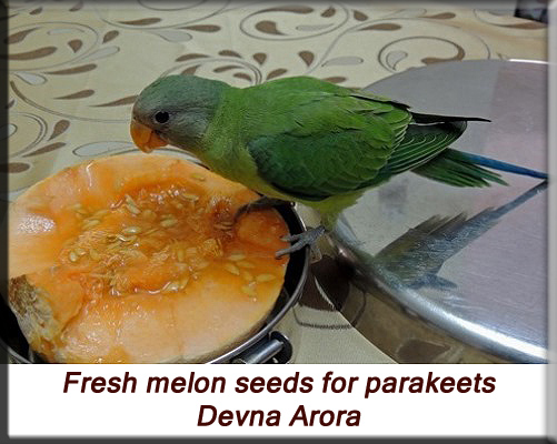 Devna Arora - Feeding parakeets in captivity